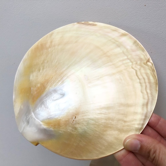 2 Natural Abalone Mother of Pearl Plates Palette M - Picture 4 of 8